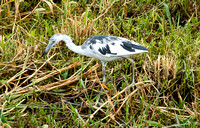 Little blue heron (juvenile)