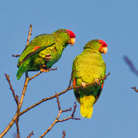 Parrots (Red-crowned Amazon)