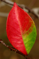 Leaf on a star jasmine