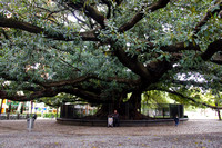 El Ombú Centenario (Centennial Ombú Tree)